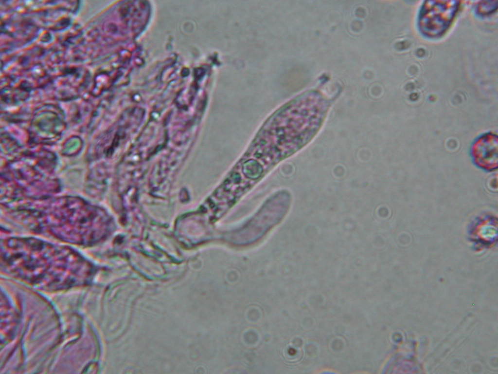 Pectinatoides ...!!!